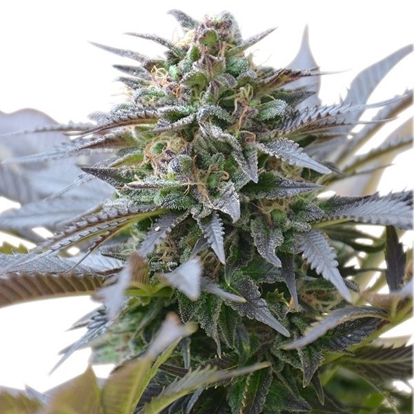 Blue Mystic Feminized