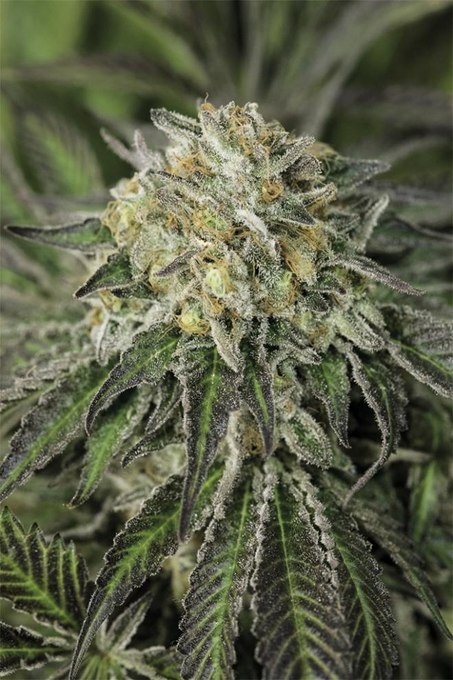 Sour Diesel Feminized Seeds