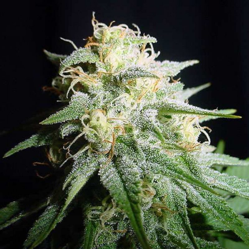 White Widow Feminized Seeds