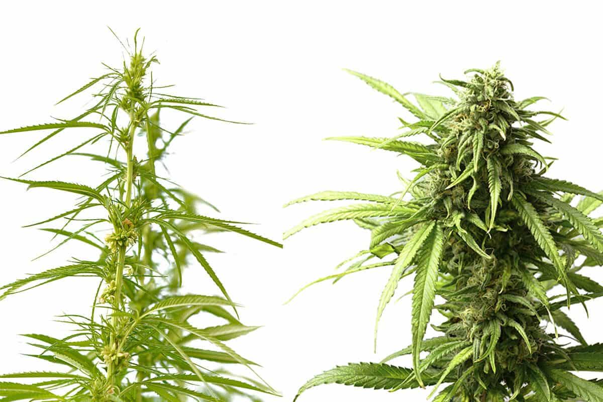 CBD flower vs THC flower