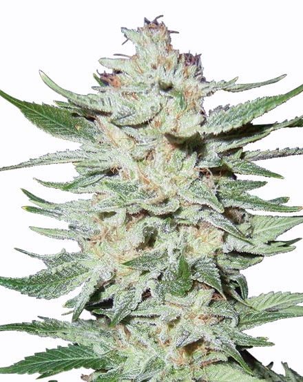 White Rhino Feminized